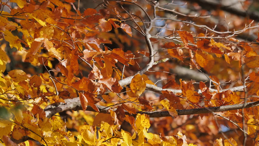 colorful orange autumn foilage in forest at Eggberg near Bad Säckingen. DE Germany