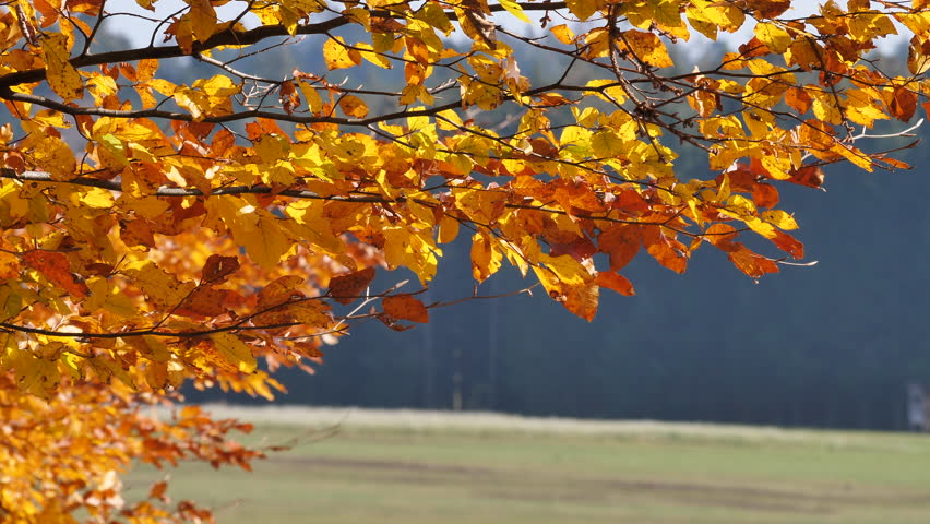 colorful orange autumn foilage at Eggberg near Bad Säckingen. diffuse black forest landscape background. DE Germany