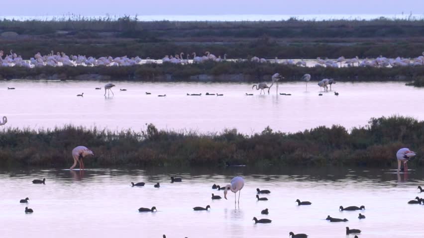 Flamingos group at Ebro Delta Natural Park. African birds. Sunset or sunrise part of day