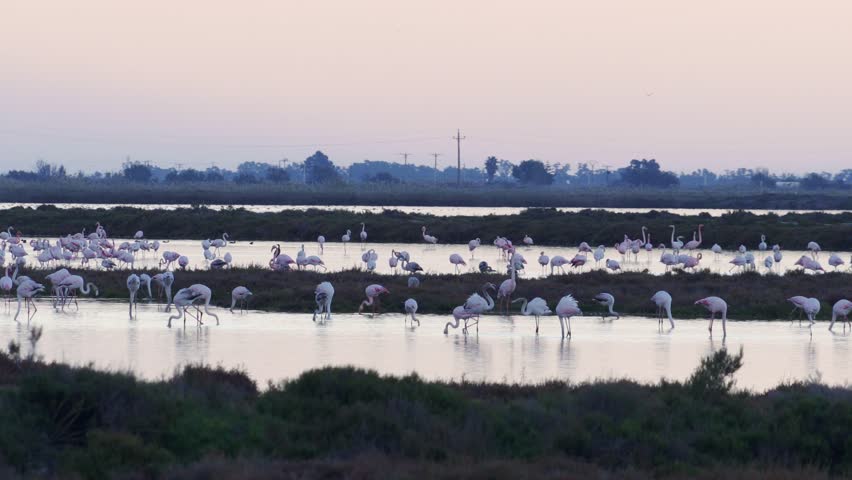 Flamingos group at Ebro Delta Natural Park. African birds. Sunset or sunrise part of day