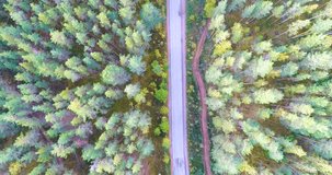 Aerial view of highway in the forest. Cars crossing interchange overpass. Highway interchange with traffic. Aerial bird's eye video of highway. Expressway. Road junctions. Cars in motion. Top view.