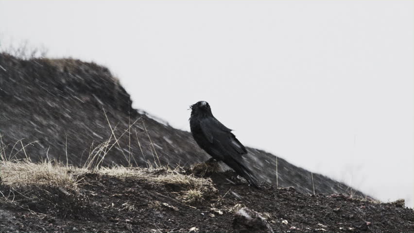 A sole black raven standing on a hill during a blizzard.