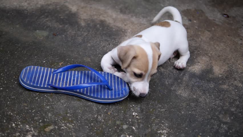 dog eating slippers