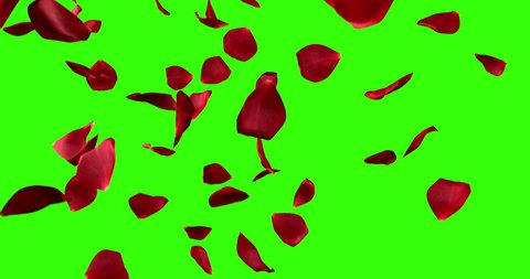 red rose petals transition horizontal flying flowing on chroma key, green screen background, with alpha channel