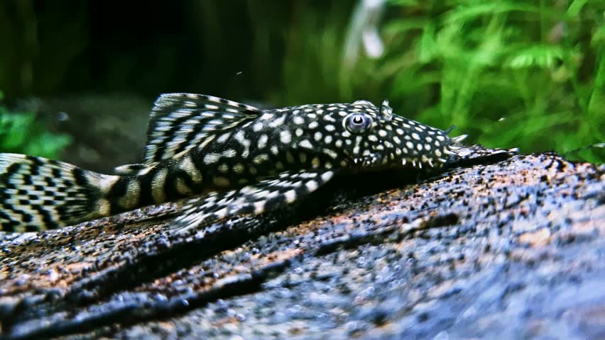 Ancistrus sp. male
