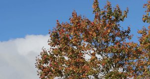 bright and colorful leaves on the branches in the autumn against the blue sky