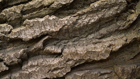 Bark of brown wood close-up rotates 4k. Pine tree or oak. Macro closeup, tree is like background rock shot from quadcopter. Timber or lumber natural pattern, rough raw wooden texture of forest trunk.