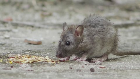 Rat eating birdseed in cement floor