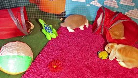 Rabbits playing. Rabbit indoor animal pet cavy playground