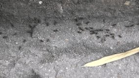 Termites walking on the ground.