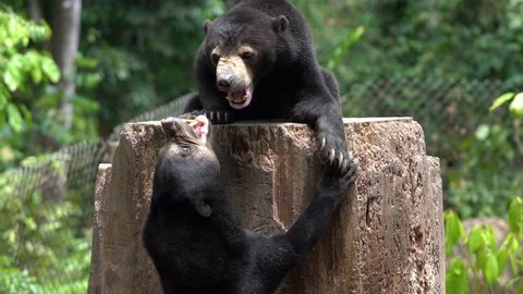 Two sun bears fighting or playing fiercely for a place on top of a big trunk. Shot in Borneo, Malaysia.