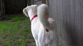 Close up of alert white dog from the back checking out what’s behind wooden fence and turning his head to the side.