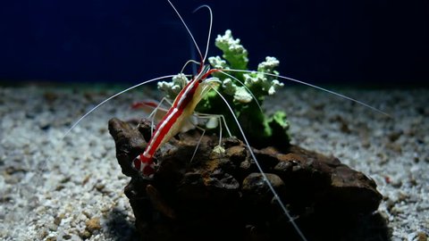Marine shrimp Lysmata amboinensis (Cleaner Shrimp), It is beautiful small shrimp in fish tank.
