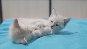 funny video whites two kittens playing on lying on the bed. two kittens are fighting with indoors . cat and kittens cats lifestyle pet concept