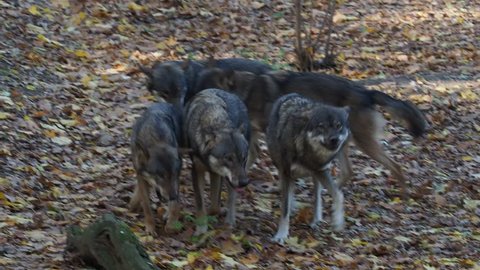 European gray wolves (Canis lupus lupus) is running in the forest. Pack of wolves.