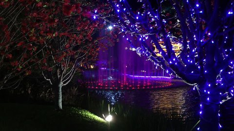 Branches decorated with color light at park