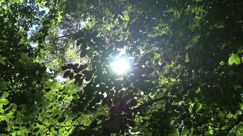 Sunshine though green forest leaves. Directly below looking up towards the sun and spinning in circle. Long shot.
