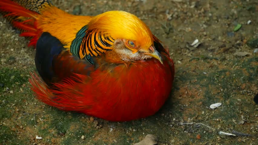 Magnificent elegant male of Chinese Red Golden pheasant, Chrysolophus Pictus outdoors. Dazzling Conspicuous Handsome wild exotic bird with Spectacular Plumage and Colorful tail Feathers in real nature