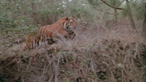 Tiger peering over side of cliff and running away, 1980s