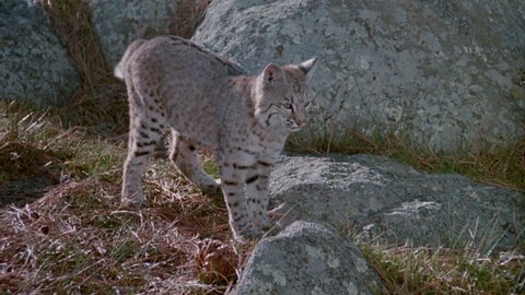 Bobcat wagging its tail and walking on rocky terrain, 1980s