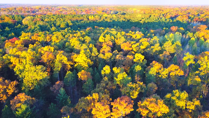 Looking down on forest of breathtaking Autumn colors, Fall splendor, aerial flyover.
