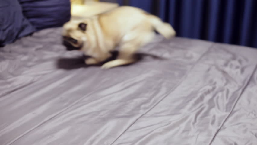Cheerful, jovial and playful pug dog running around the bed, playing in the bedroom. Royalty-Free Stock Footage #1019327929