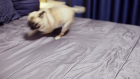 Cheerful, jovial and playful pug dog running around the bed, playing in the bedroom.