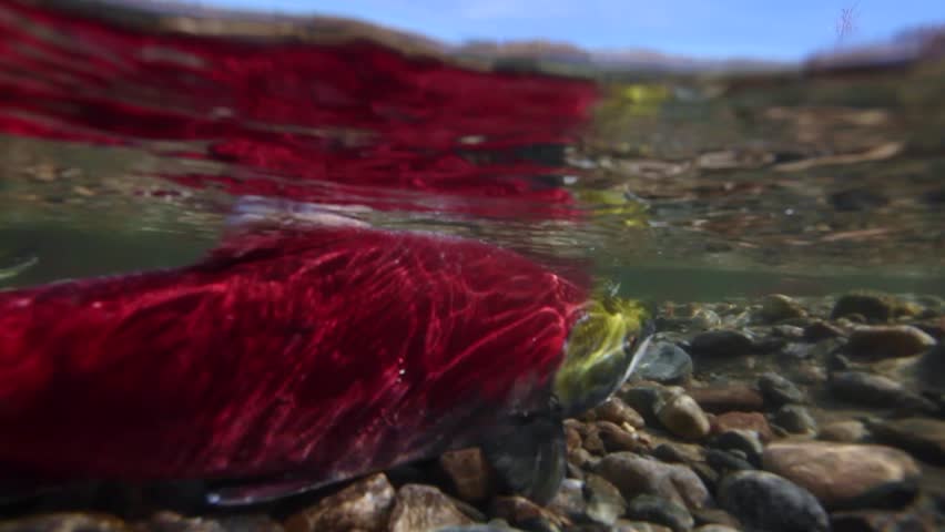 Male and female Sockeye Salmon in shallow and fast flowing river with gravel bottom, blue sky and clear water.
