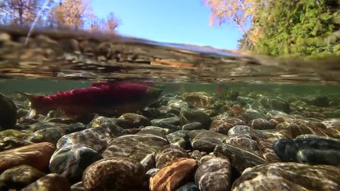 Half/half underwater view upriver in shallow gravel bed with autumn colored trees and salmon in the water.
