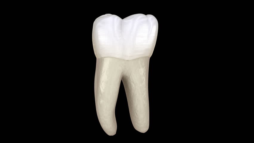 molar tooth