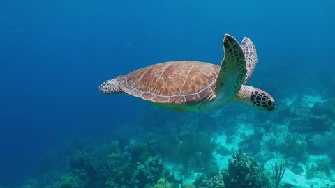 Green sea turtle (Chelonia mydas) swimming in the tropical sea. Scuba diving with wild turtles. Underwater animal and coral reef. Marine life, travel footage.