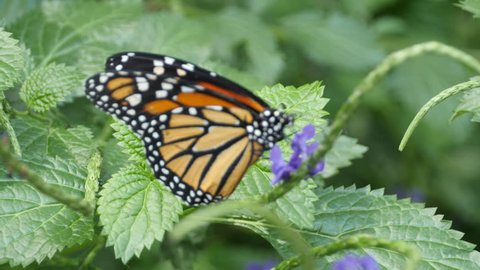 Profile view with underside of wing. Monarch butterfly is standing on a leaf, getting nectar from a flower.