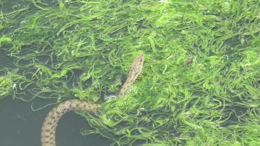Snake River Natrix floats reptile in water on river among green algae