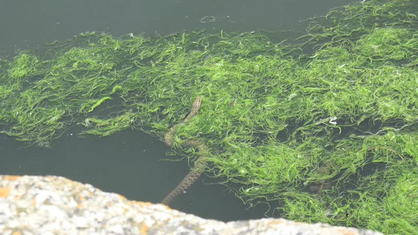 Snake River Natrix floats reptile in water on river among green algae