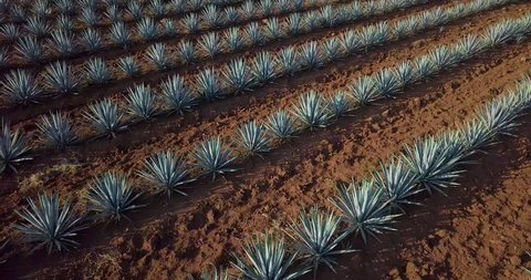 Agave fields, plant used to make tequila- Aerial shot