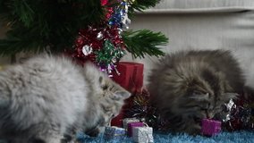 Video of cute kitten play together and looking for the gift in Christmas.