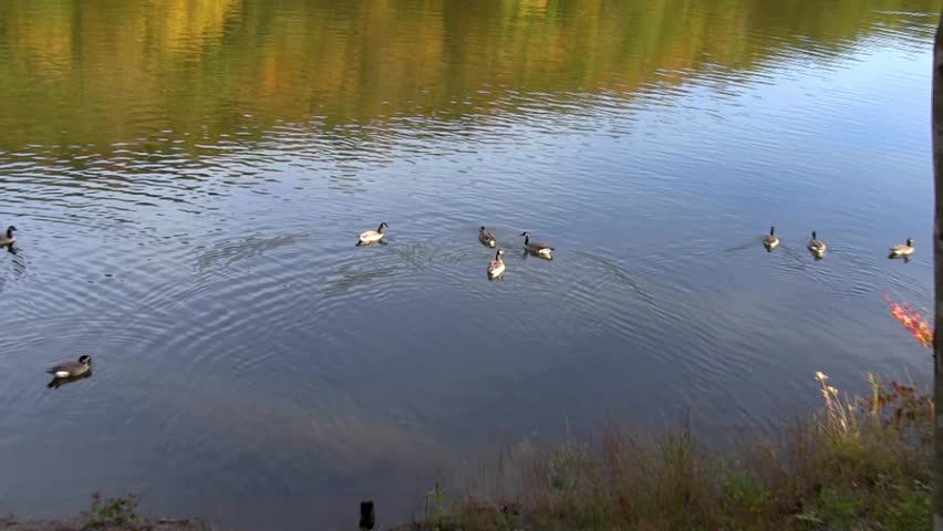 ducks in a mountain pond