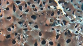 sponge scenery underwater close up Mediterranean sea
