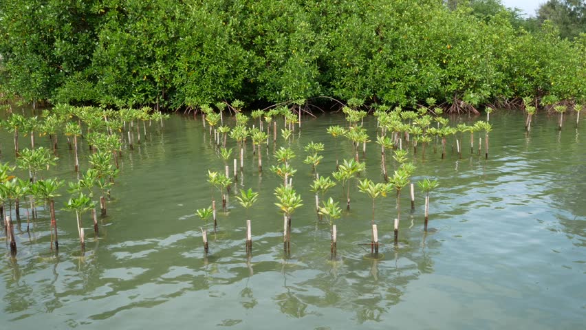 Mangroves is found in the Indo-Pacific region on the banks of rivers and on the edge of the sea. Mangroves typically have numerous tangled roots above ground and form dense thickets.