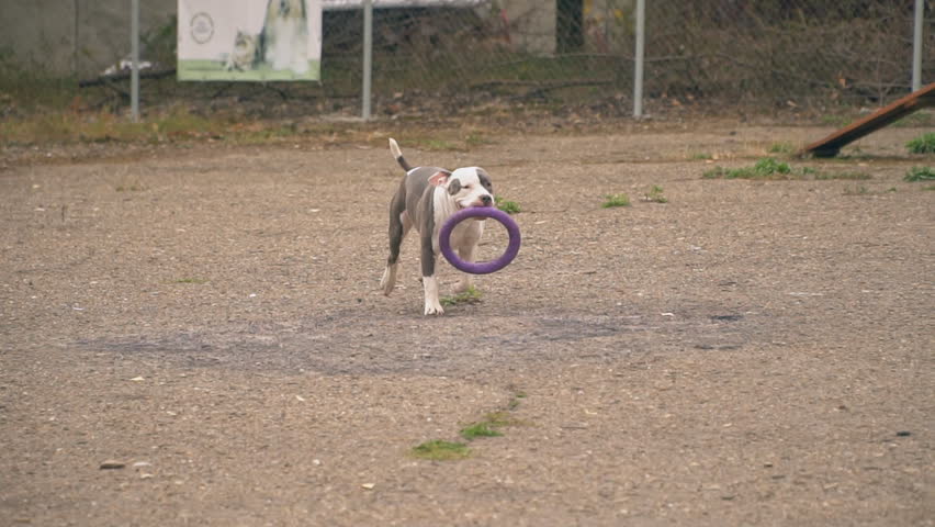 puppy stafford plays on the court