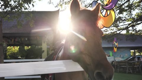 Horse in stable outdoor with rim light, slow motion.