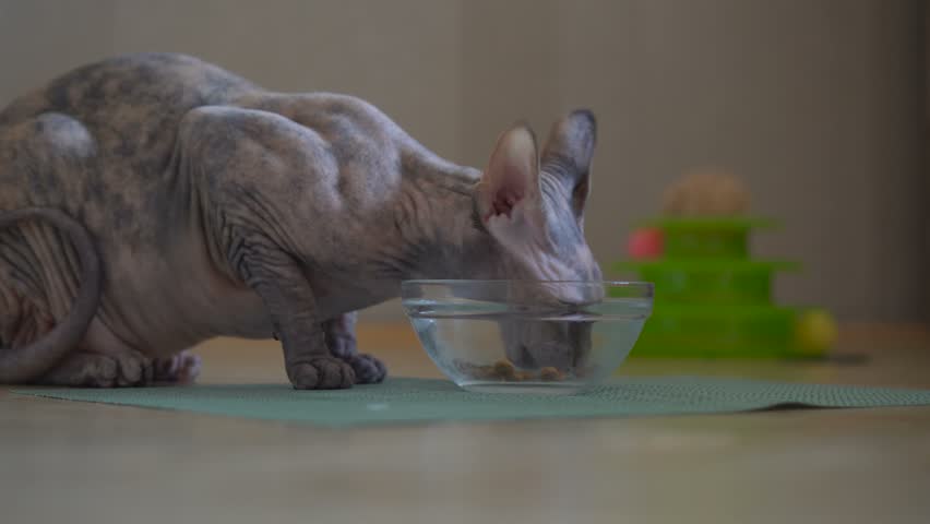sphynx cat eating