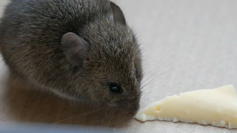 House gray mouse eating a piece of cheese in a cardboard box
