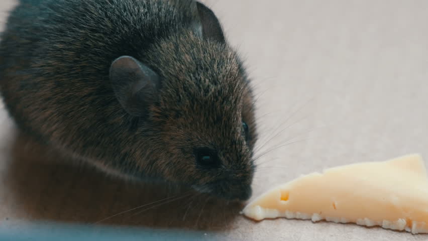 House gray mouse eating a piece of cheese in a cardboard box
