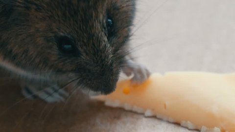 Close up view of a muzzle house gray mouse eating piece of cheese in a cardboard box
