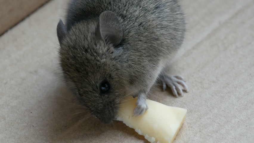 Close up view of a muzzle house gray mouse eating piece of cheese in a cardboard box