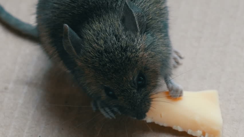 Close up view of a muzzle house gray mouse eating piece of cheese in a cardboard box