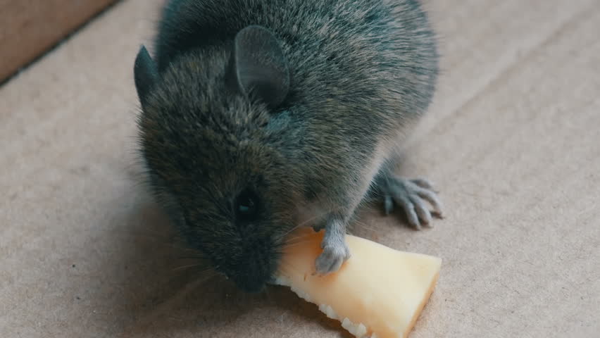A group of mice on a piece of wood image Biology Diagrams