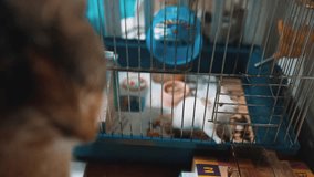 cat catches a white pet rat mouse in a cage. slow motion video. the cat is playing with the mouse rat funny video. cat and lifestyle rat mouse animal friends concept pets