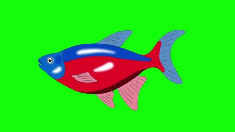 Big Red-blue striped  Aquarium Fish floats in an aquarium. Animated Looped Motion Graphic Isolated on Green Screen